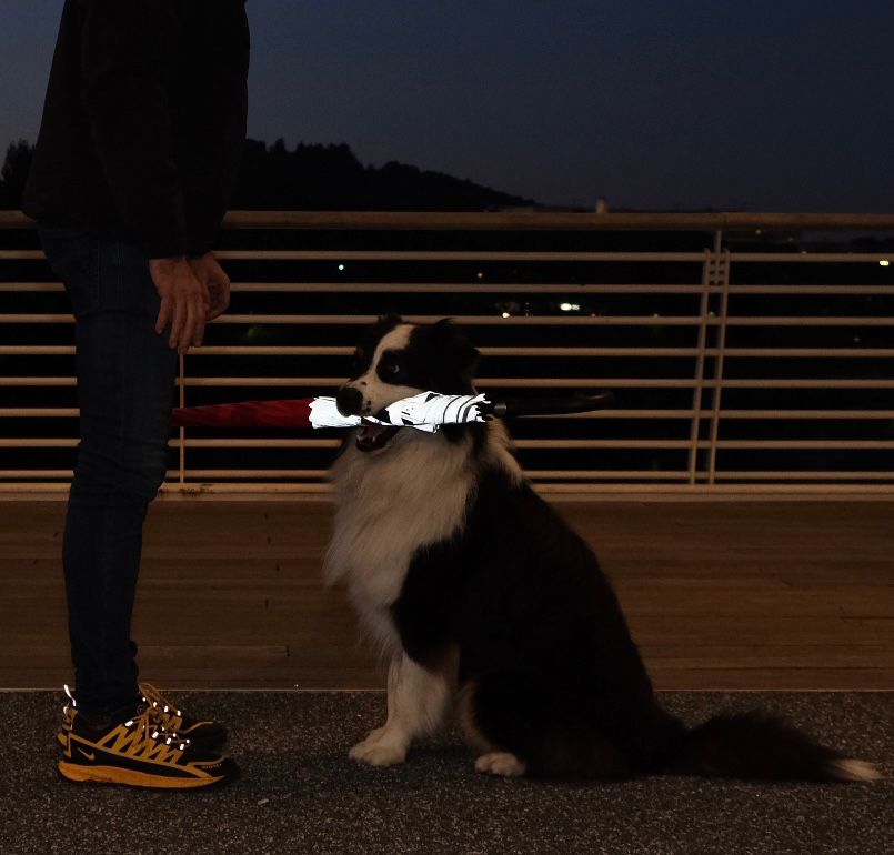 dog2